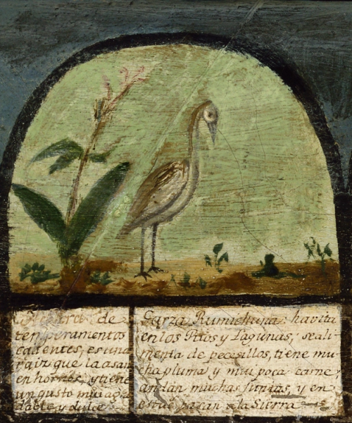 Achira quadro del peru 1799